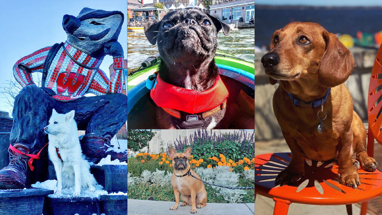 dogs-about-town